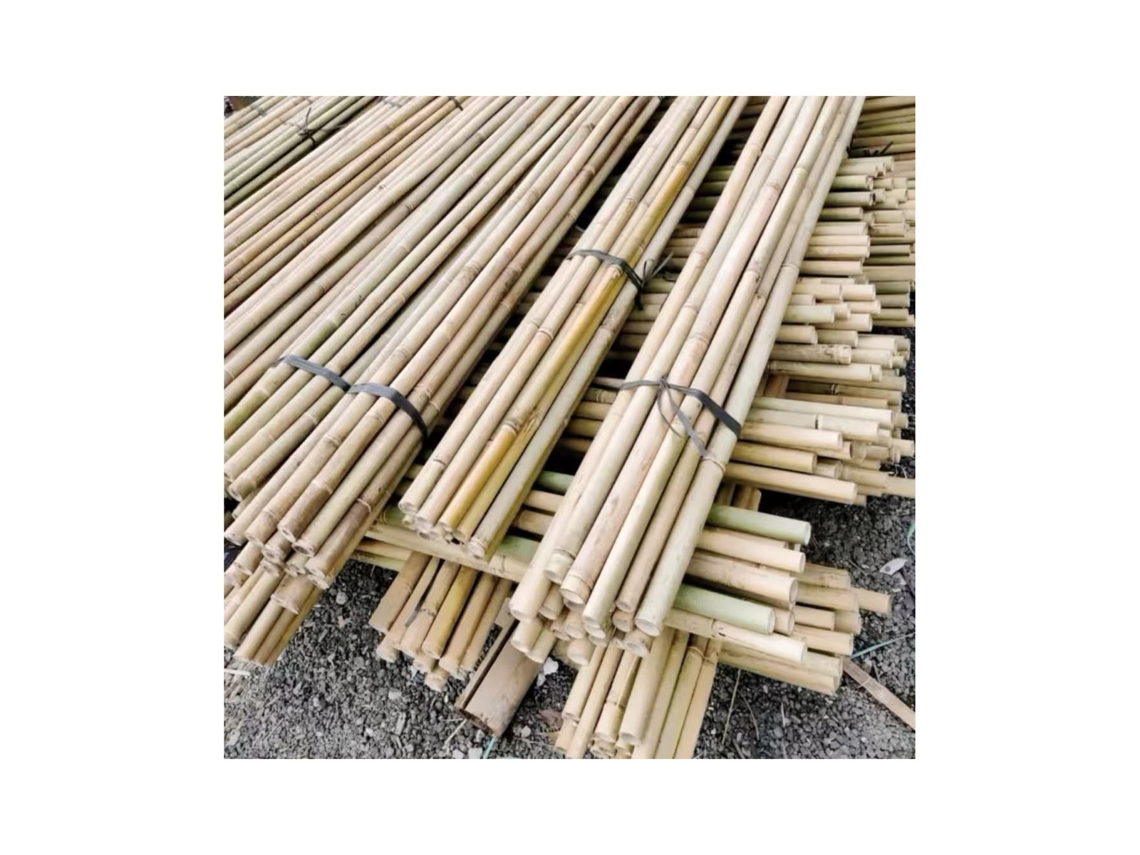 Close view of well-dried bamboo poles for vine support