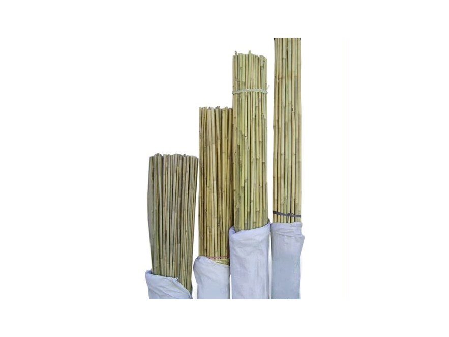 Dried bamboo stakes for vine and plant support