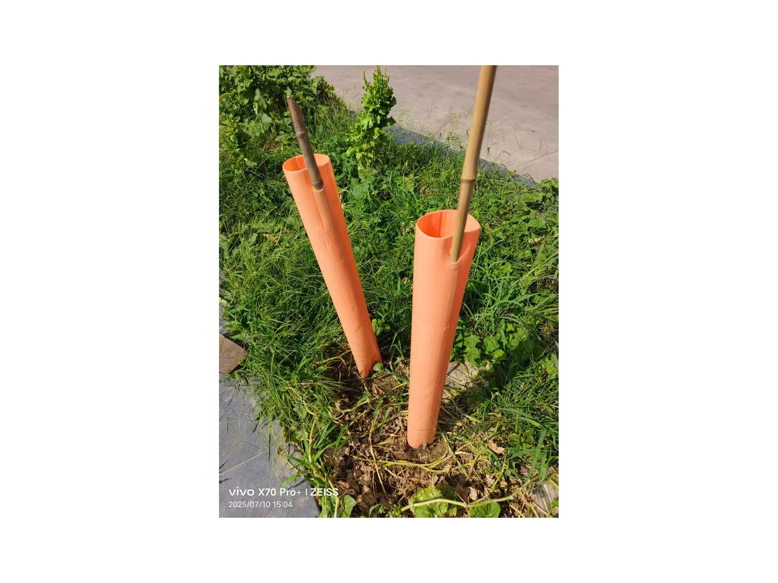 Polyethylene plant shelter grow tube standing in a vineyard row