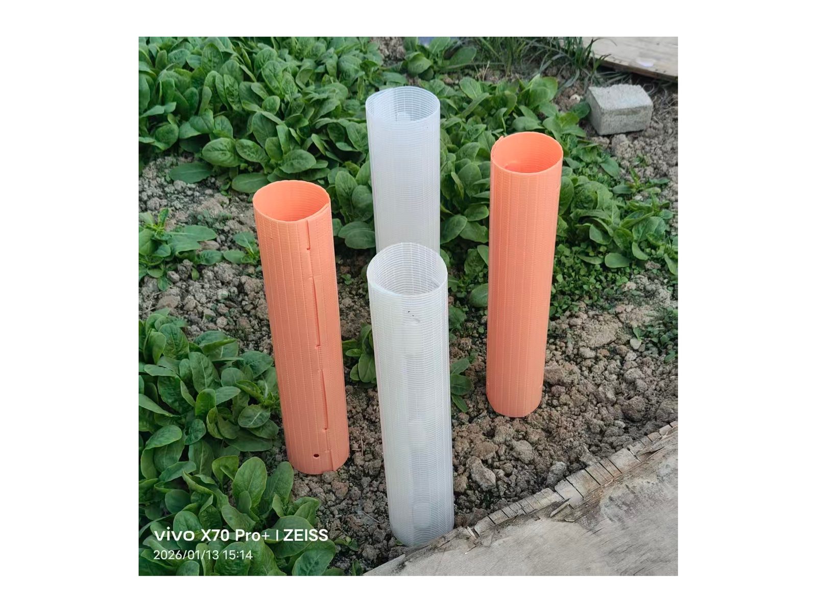 Plant shelter grow tubes protecting young vines